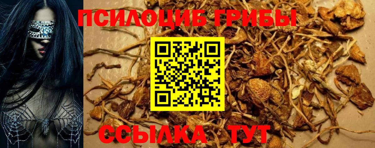 купить наркотики цена  Вход с VPN  Тулун  Псилоцибиновые грибы GOLDEN TEACHER 